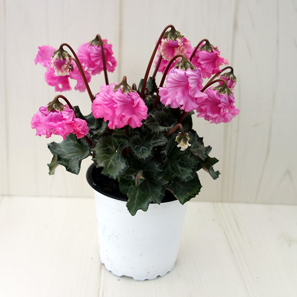 シクラメン:クロシェット(ピンク系)3号ポット