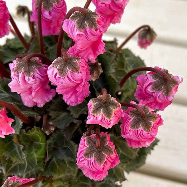 シクラメン:クロシェット(ピンク系)3号ポット