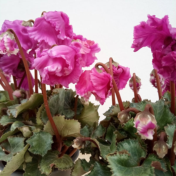 シクラメン:クロシェット(ピンク系)3号ポット