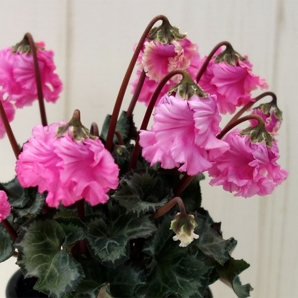 シクラメン:クロシェット(ピンク系)3号ポット