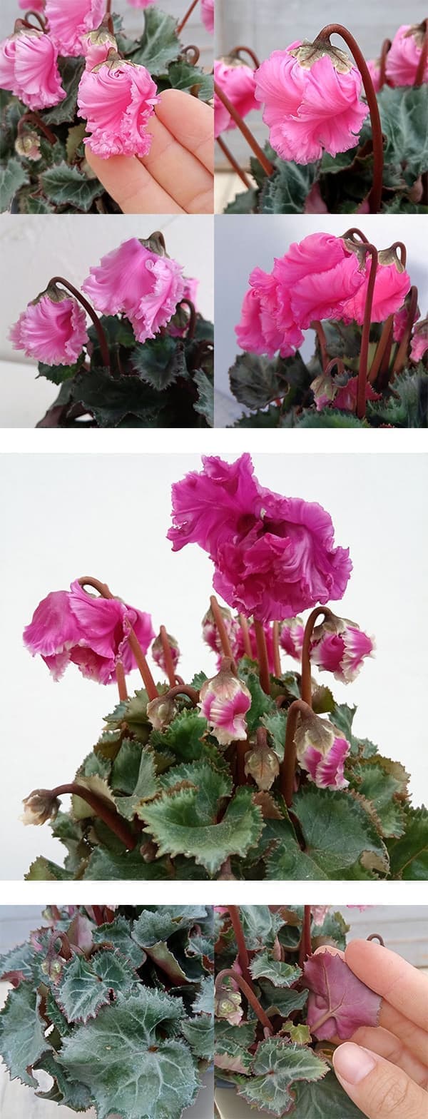 シクラメン:クロシェット(ピンク系)3号ポット