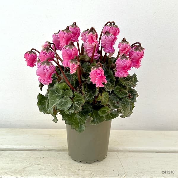 シクラメン:クロシェット(ピンク系)3号ポット