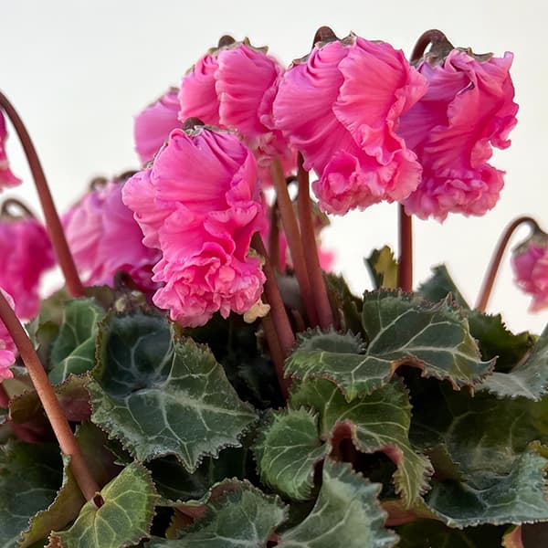 シクラメン:クロシェット(ピンク系)3号ポット