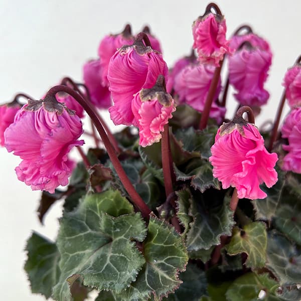 シクラメン:クロシェット(ピンク系)3号ポット