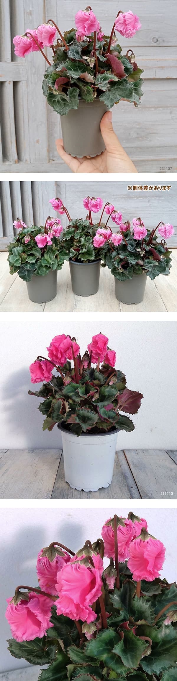 シクラメン:クロシェット(ピンク系)3号ポット