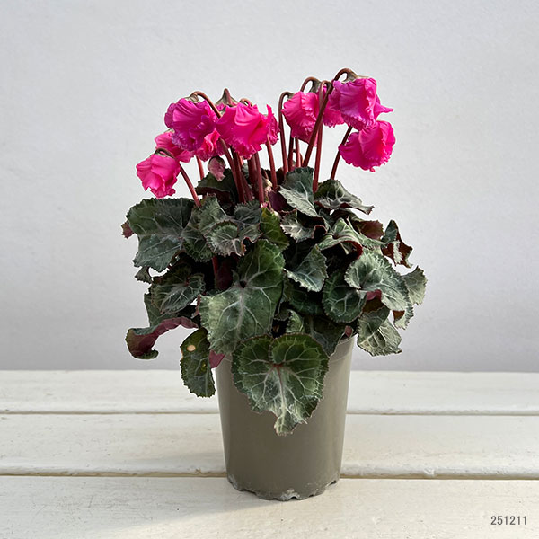 シクラメン:クロシェット(ピンク系)3号ポット