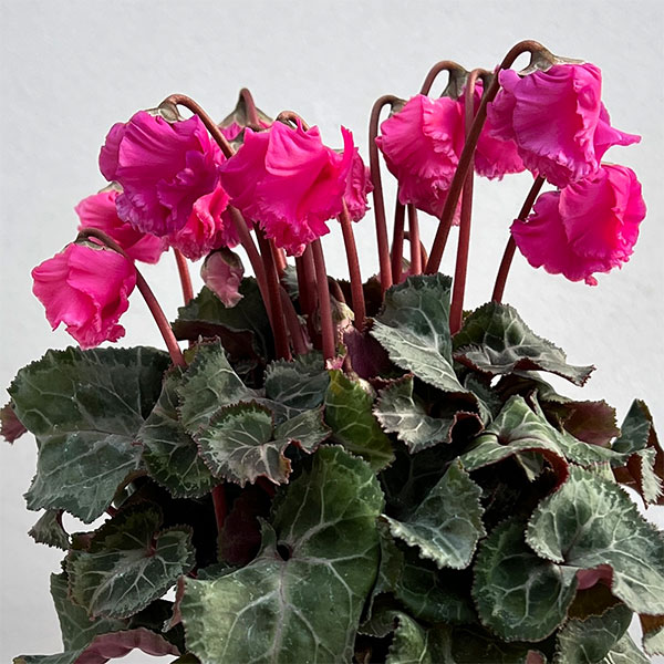 シクラメン:クロシェット(ピンク系)3号ポット