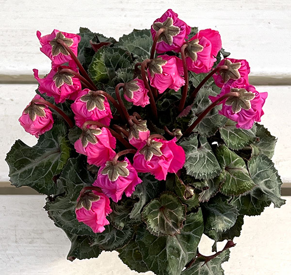 シクラメン:クロシェット(ピンク系)3号ポット