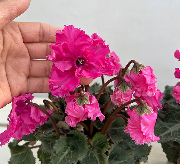 シクラメン:クロシェット(ピンク系)3号ポット