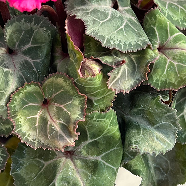 シクラメン:クロシェット(ピンク系)3号ポット