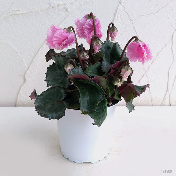 シクラメン:クロシェット(ピンク系)3号ポット