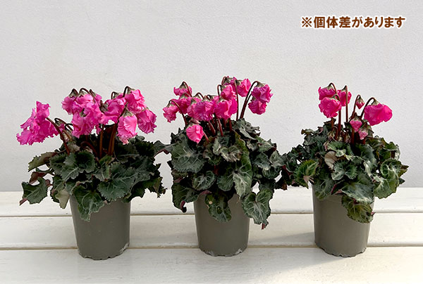 シクラメン:クロシェット(ピンク系)3号ポット