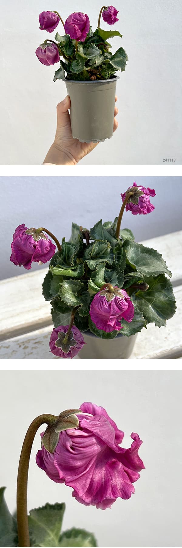 シクラメン:クロシェット(モウブ系)3号ポット