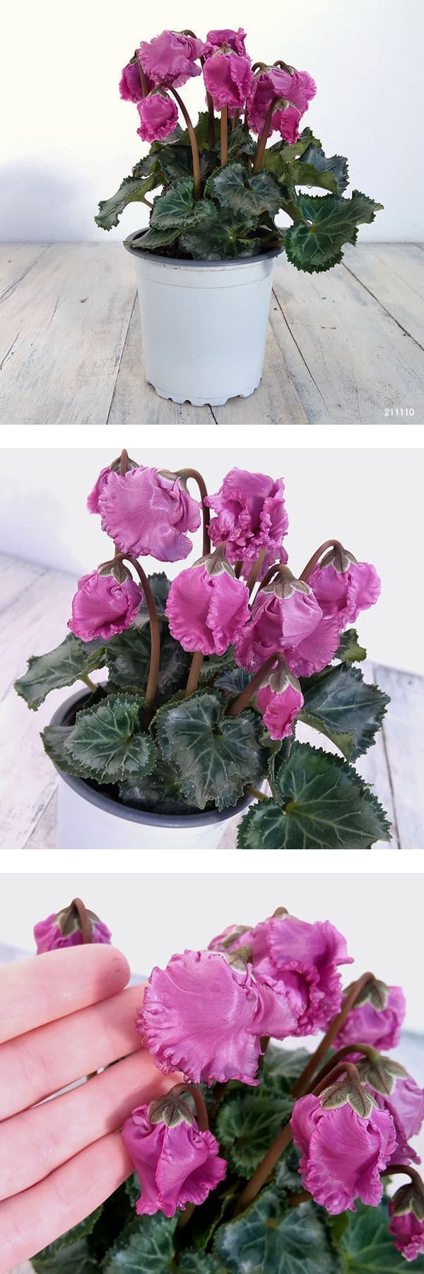 シクラメン:クロシェット(モウブ系)3号ポット