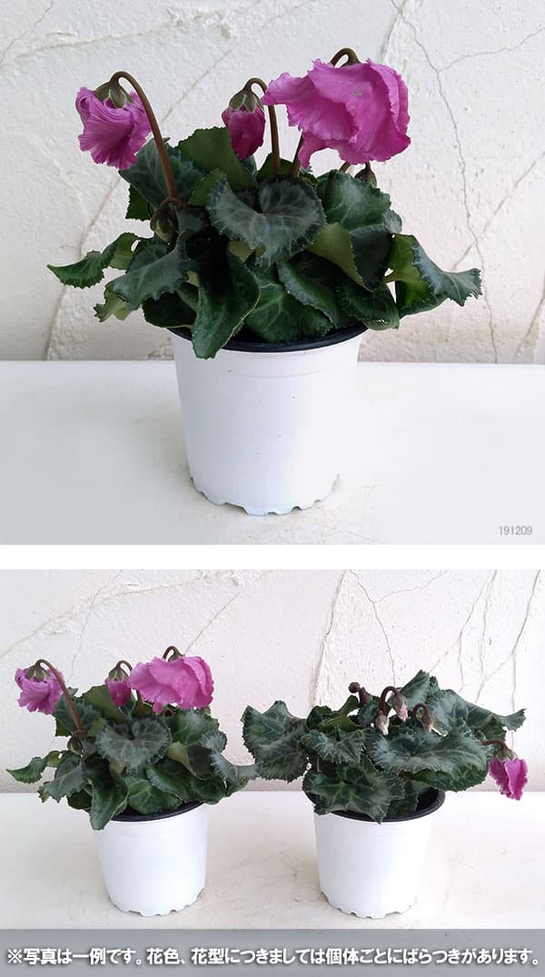 シクラメン:クロシェット(モウブ系)3号ポット
