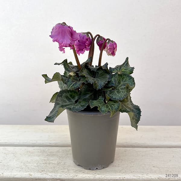 シクラメン:クロシェット(モウブ系)3号ポット