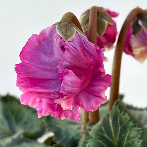 シクラメン:クロシェット(モウブ系)3号ポット