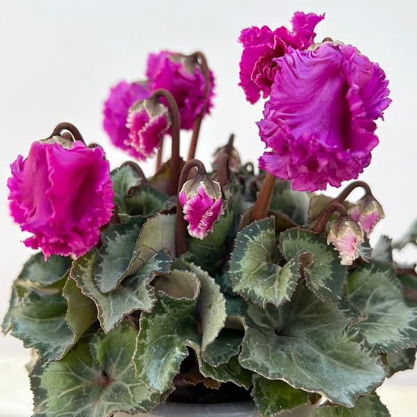 シクラメン:クロシェット(モウブ系)3号ポット