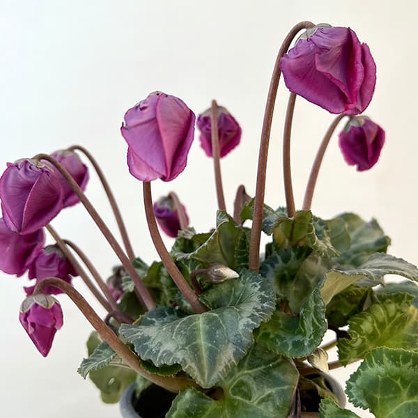 シクラメン:クロシェット(モウブ系)3号ポット