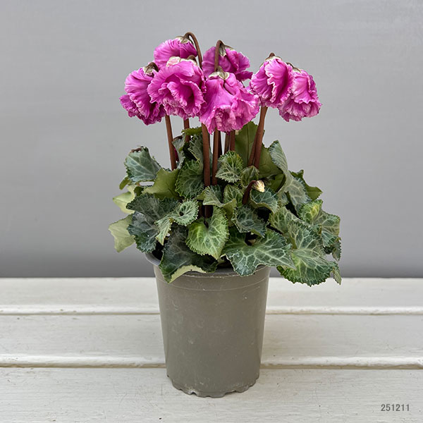 シクラメン:クロシェット(モウブ系)3号ポット