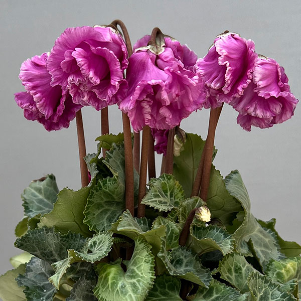 シクラメン:クロシェット(モウブ系)3号ポット