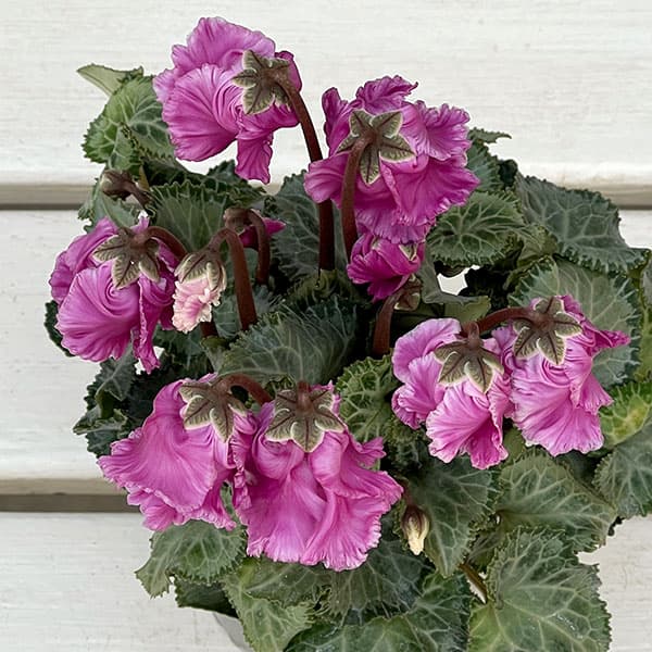 シクラメン:クロシェット(モウブ系)3号ポット