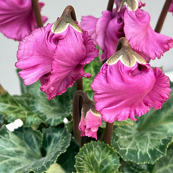 シクラメン:クロシェット(モウブ系)3号ポット