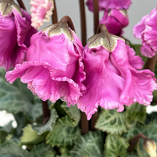 シクラメン:クロシェット(モウブ系)3号ポット