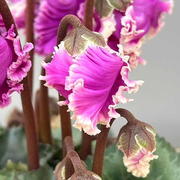 シクラメン:クロシェット(モウブ系)3号ポット