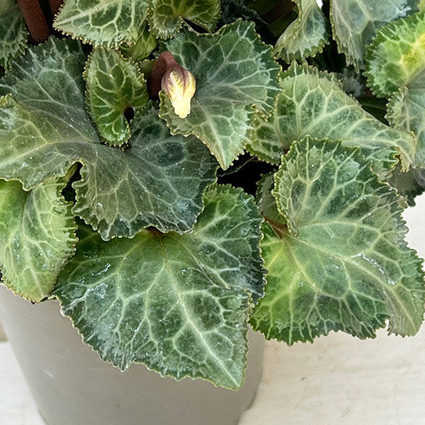 シクラメン:クロシェット(モウブ系)3号ポット