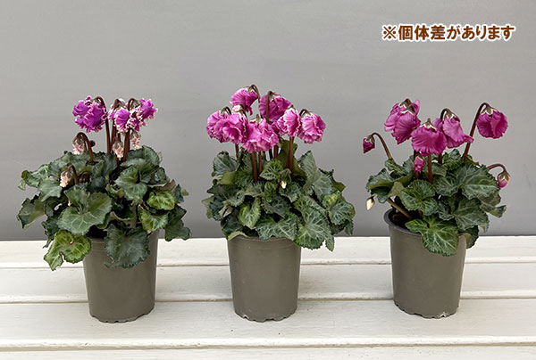 シクラメン:クロシェット(モウブ系)3号ポット