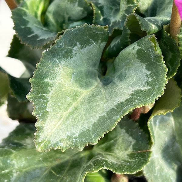 シクラメン:クロシェット(モウブ系)3号ポット