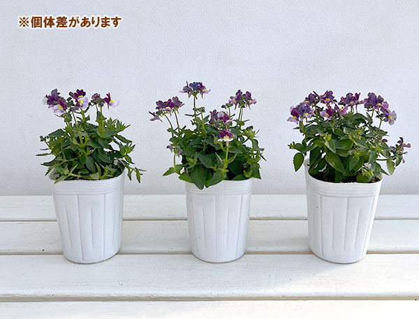 ネメシア：ブルーベリーパイ3-3.5号ポット