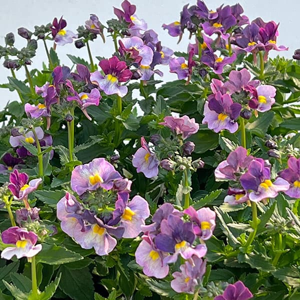 ネメシア：ブルーベリーパイ3-3.5号ポット