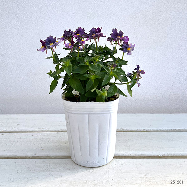 ネメシア：ブルーベリーパイ3-3.5号ポット