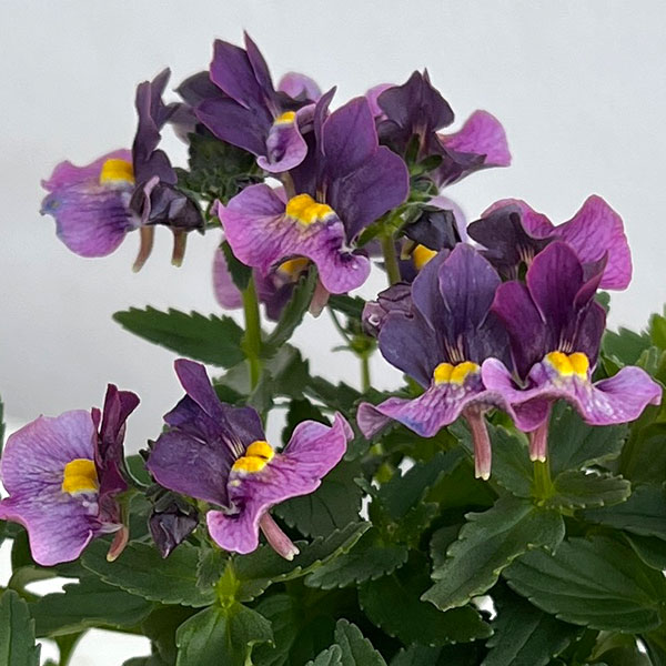 ネメシア：ブルーベリーパイ3-3.5号ポット