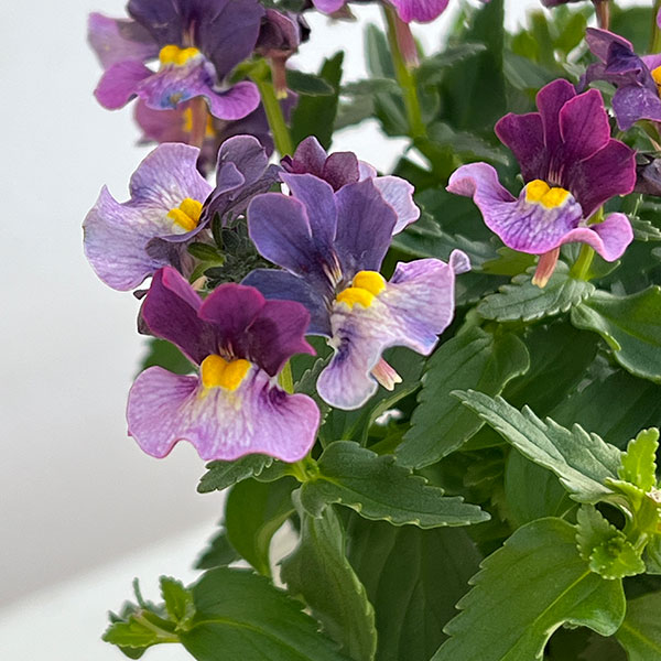 ネメシア：ブルーベリーパイ3-3.5号ポット