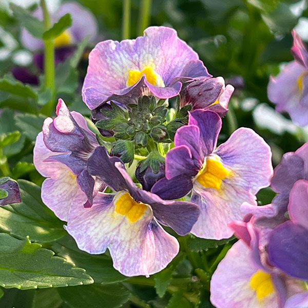 ネメシア：ブルーベリーパイ3-3.5号ポット