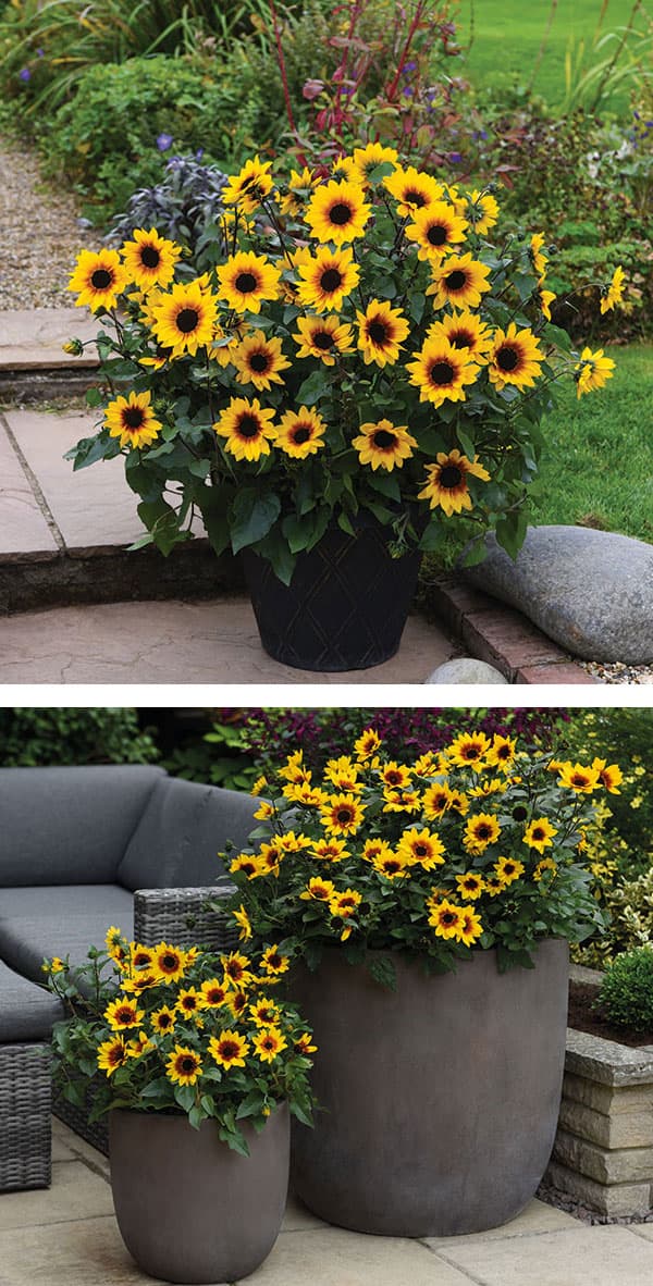 [送料無料][2026年 母の日ギフト][予約]ヒマワリ：サンビリーバブル ブラウンアイガール 5号鉢植え