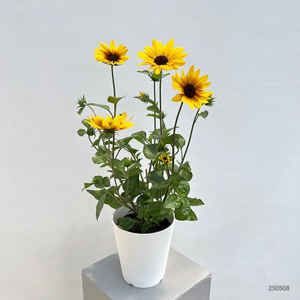 [送料無料][2026年 母の日ギフト][予約]ヒマワリ：サンビリーバブル ブラウンアイガール 5号鉢植え