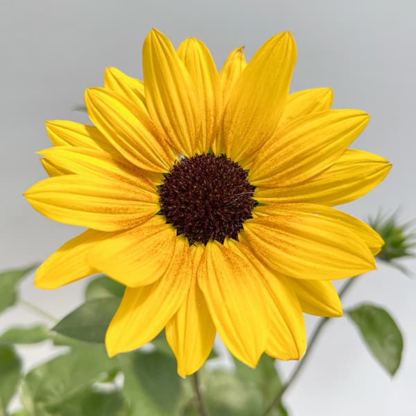 [送料無料][2026年 母の日ギフト][予約]ヒマワリ：サンビリーバブル ブラウンアイガール 5号鉢植え