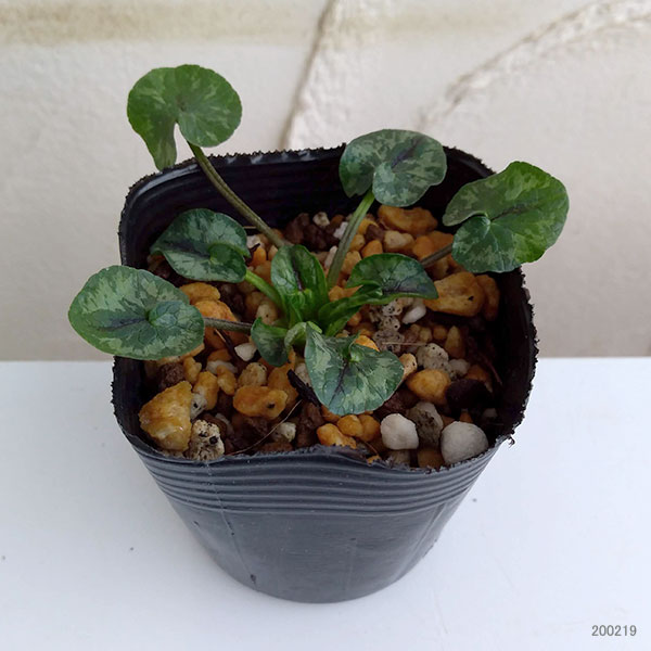 ヒメリュウキンカ：白花2.5号ポット