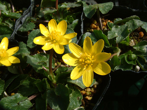 ヒメリュウキンカ2.5号ポット