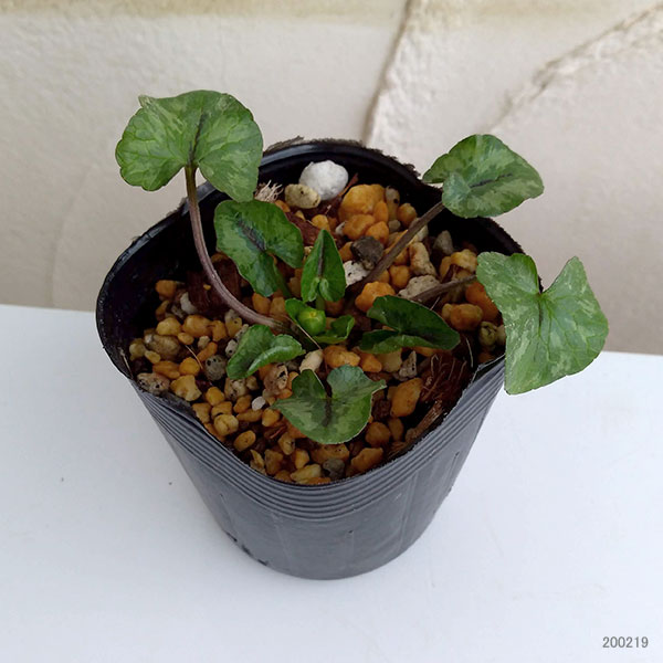 ヒメリュウキンカ2.5号ポット