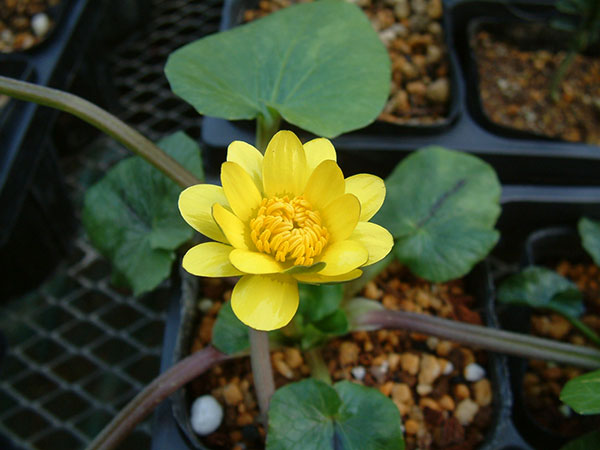 ヒメリュウキンカ：マヨール2.5号ポット