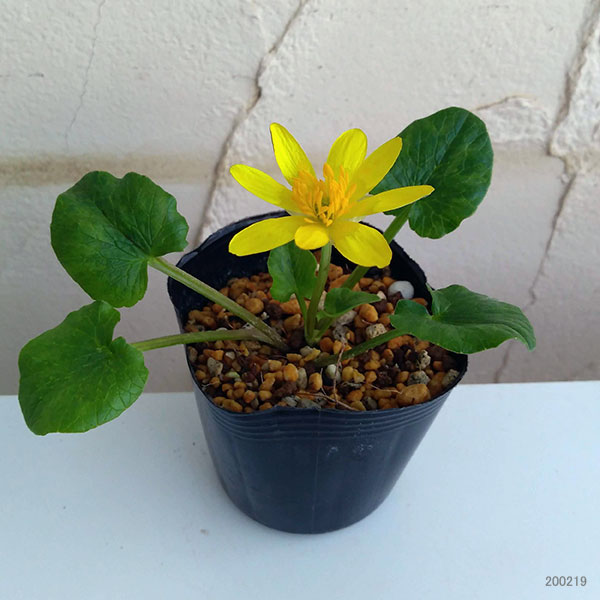 ヒメリュウキンカ：マヨール2.5号ポット