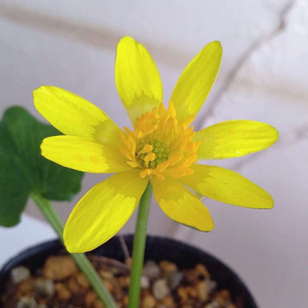 ヒメリュウキンカ：マヨール2.5号ポット