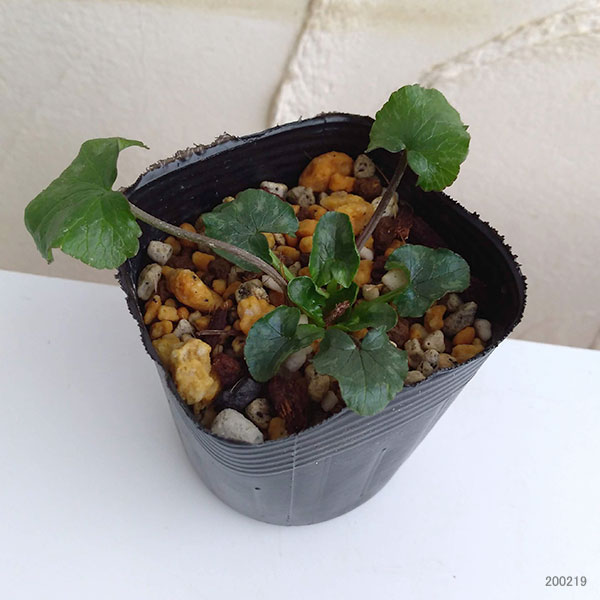 ヒメリュウキンカ（八重咲き）：ケンアスレット2.5号ポット