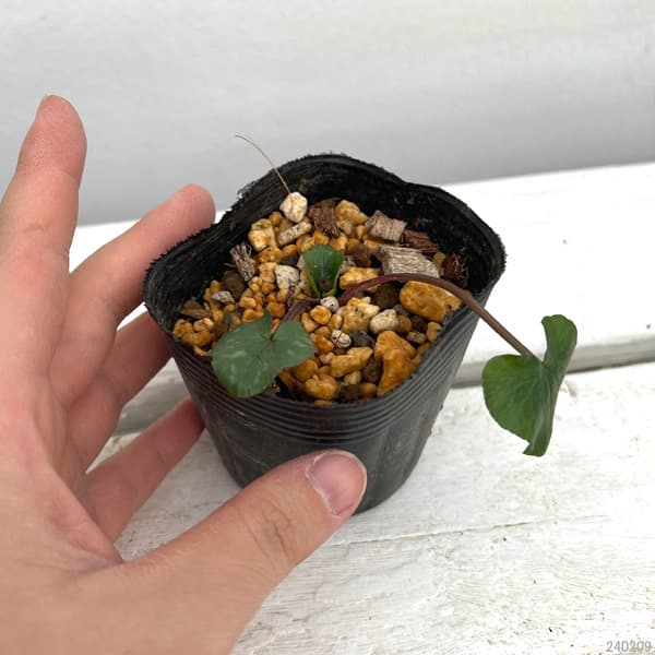 ヒメリュウキンカ（八重咲き）：ケンアスレット2.5号ポット