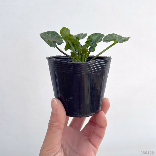 ヒメリュウキンカ(八重咲き):サラダボール2.5号ポット